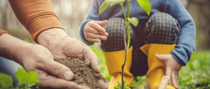 Πώς να επιλέξετε το σωστό δενδρύλλιο για τον κήπο ή το χωράφι σας