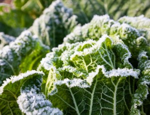 Πώς να προστατέψετε τα φυτά σας από τον παγετό;
