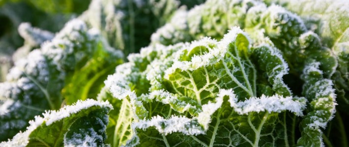 Πώς να προστατέψετε τα φυτά σας από τον παγετό;