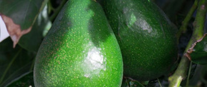 Πώς να στήσετε έναν μικρό οπωρώνα με καρποφόρα δέντρα: Από την επιλογή δενδρυλλίων μέχρι τη φύτευση