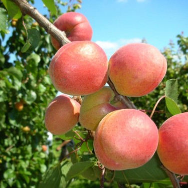 Apricot Sapling Lady Cot (patent protected)