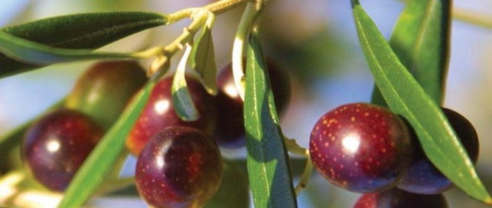 Πρόγραμμα θρέψης για νεαρά δενδρύλλια: Τι αλλάζει τα πρώτα 3 χρόνια