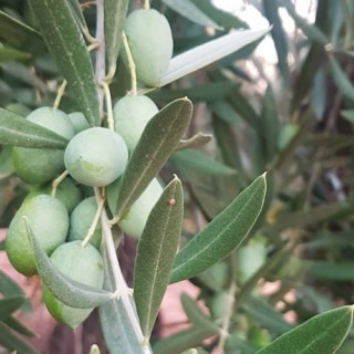 Olive Tree Sapling Piqual