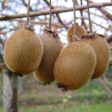 Kiwi Sapling Hayward Clone 8
