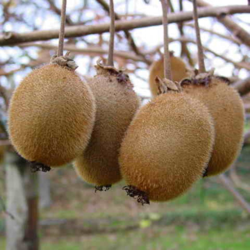 Kiwi Sapling Hayward Clone 8