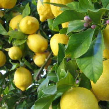 Δενδρύλλιο Λεμονιάς