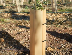 Ζιζανιοκτονία χωρίς ζημιές: Πώς χρησιμοποιείτε προστατευτικά ζιζανιοκτονίας και τι να αποφύγετε