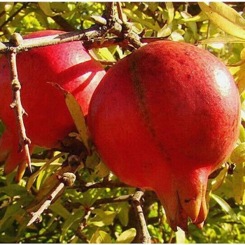 Pomegranate Sapling Acco